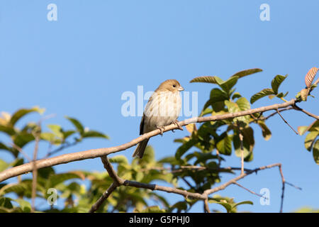 Asuncion, Paraguay. 22 giugno 2016. Una femmina di finch dello zafferano (Sicalis flaveola) prende il sole mentre è arroccata su un ramo di guava, è visibile durante il giorno di sole ad Asuncion, Paraguay. Crediti: Andre M. Chang/Alamy Live News Foto Stock