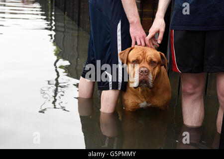 Londra, Regno Unito. Il 23 giugno 2016. Regno Unito Meteo: Heavy Rain causa inondazioni nella zona est di Londra, Canning Town. Cane immerso in acqua sulla strada allagata. Credito: ZEN - Zaneta Razaite / Alamy Live News Foto Stock