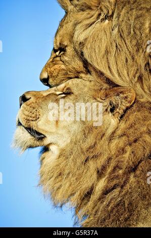 I Lions africani Masai e Zulu giocano insieme al sole alla Noah's Ark Zoo Farm, North Somerset. Foto Stock