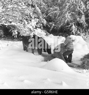 New Forest ponies mangia foraggio sotto alberi innevati. Un gruppo di volontari sta lavorando con la RSPCA per portare cibo a pony in pericolo di fame a causa del maltempo. Foto Stock