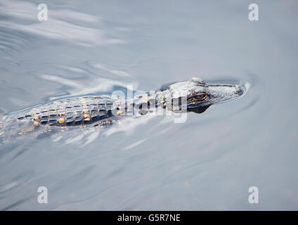 Baby coccodrillo americano in un stagno Foto Stock