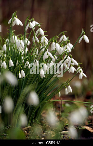 Le gocce di neve fioriscono presso i Rococo Gardens di Painswick, Gloucestershire, mentre il clima mite in tutto il Regno Unito continua. Foto Stock