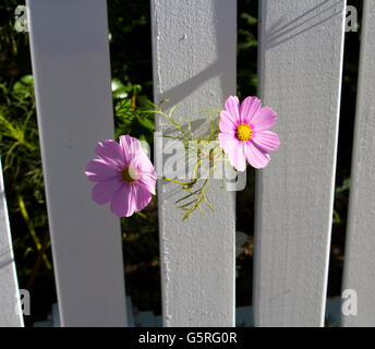 Rosa cosmo singolo genere asteraceae fioritura contro un dipinto di bianco di recinzione in legno in un giardino di autunno aggiunge fascino semplice. Foto Stock