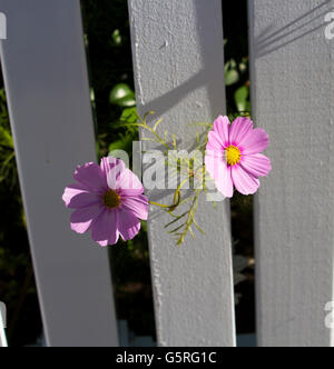Rosa cosmo singolo genere asteraceae fioritura contro un dipinto di bianco di recinzione in legno in un giardino di autunno aggiunge fascino semplice. Foto Stock