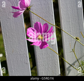 Rosa cosmo singolo genere asteraceae fioritura contro un dipinto di bianco di recinzione in legno in un giardino di autunno aggiunge fascino semplice. Foto Stock