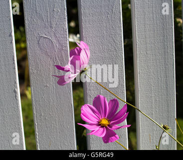 Rosa cosmo singolo genere asteraceae fioritura contro un dipinto di bianco di recinzione in legno in un giardino di autunno aggiunge fascino semplice. Foto Stock
