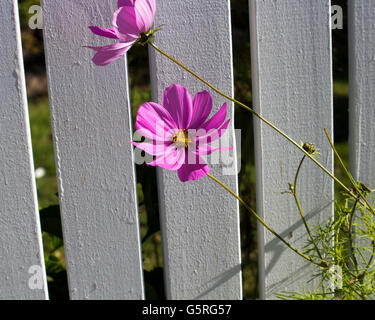 Rosa cosmo singolo genere asteraceae fioritura contro un dipinto di bianco di recinzione in legno in un giardino di autunno aggiunge fascino semplice. Foto Stock