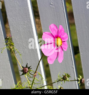 Rosa cosmo singolo genere asteraceae fioritura contro un dipinto di bianco di recinzione in legno in un giardino di autunno aggiunge fascino semplice. Foto Stock