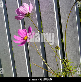 Rosa cosmo singolo genere asteraceae fioritura contro un dipinto di bianco di recinzione in legno in un giardino di autunno aggiunge fascino semplice. Foto Stock