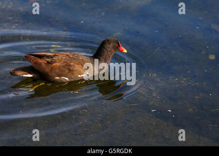 Moorhen godendo di una nuotata sul lago a serpentina Hyde Park Londra Foto Stock