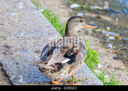 Femmina Mallard duck dal lago a serpentina Hyde Park Londra Foto Stock
