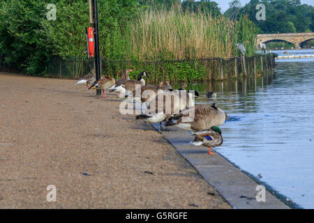 Heron in appoggio tra le canne sul lago a serpentina Hyde Park Londra Foto Stock