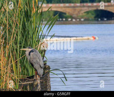 Heron in appoggio tra le canne sul lago a serpentina Hyde Park Londra Foto Stock