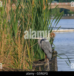 Heron in appoggio tra le canne sul lago a serpentina Hyde Park Londra Foto Stock