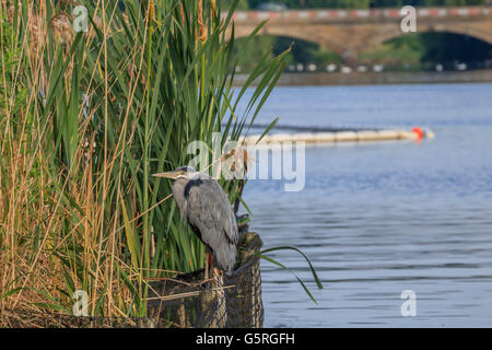 Heron in appoggio tra le canne sul lago a serpentina Hyde Park Londra Foto Stock