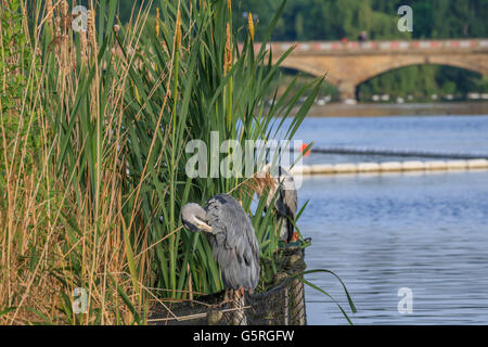 Heron in appoggio tra le canne sul lago a serpentina Hyde Park Londra Foto Stock