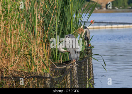 Heron in appoggio tra le canne sul lago a serpentina Hyde Park Londra Foto Stock