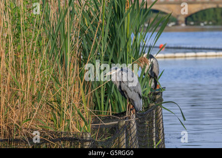 Heron in appoggio tra le canne sul lago a serpentina Hyde Park Londra Foto Stock