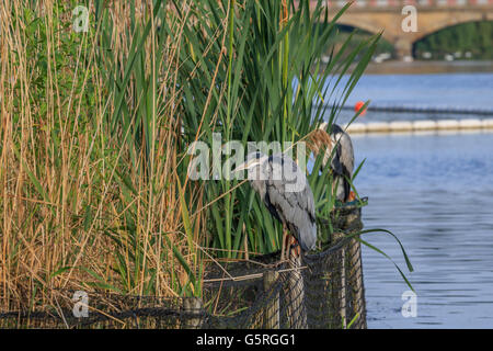 Heron in appoggio tra le canne sul lago a serpentina Hyde Park Londra Foto Stock