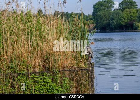 Heron in appoggio tra le canne sul lago a serpentina Hyde Park Londra Foto Stock