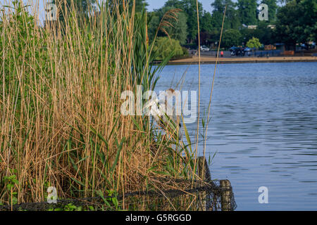 Heron in appoggio tra le canne sul lago a serpentina Hyde Park Londra Foto Stock