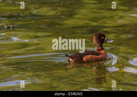 Anatra nuoto sul lago a serpentina Hyde Park Londra Foto Stock