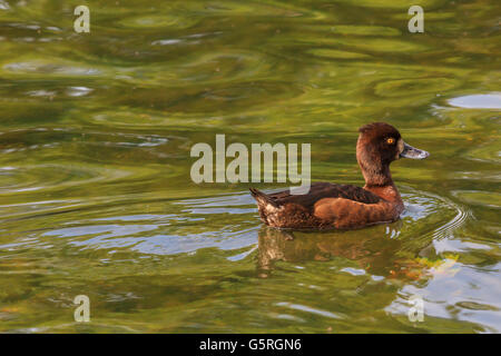 Anatra nuoto sul lago a serpentina Hyde Park Londra Foto Stock