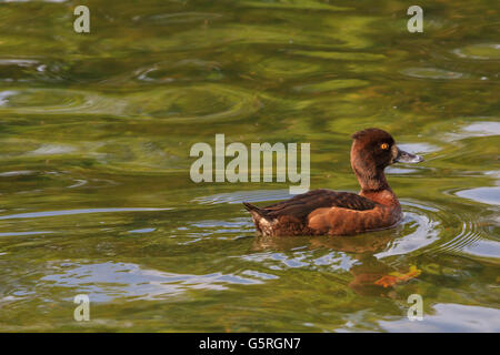 Anatra nuoto sul lago a serpentina Hyde Park Londra Foto Stock