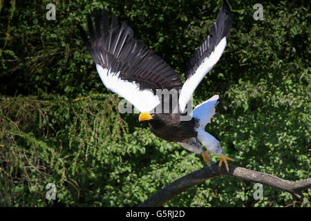 Pacific Steller's sea eagle (Haliaeetus pelagicus) prendendo il largo Foto Stock