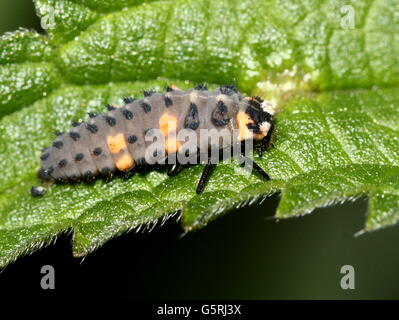 Inizio (instar stadio larvale) di una sette-spot coccinella / ladybug (Coccinella septempunctata) Foto Stock