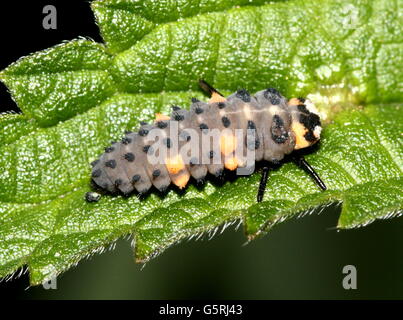 Inizio (instar stadio larvale) di una sette-spot coccinella / ladybug (Coccinella septempunctata) Foto Stock