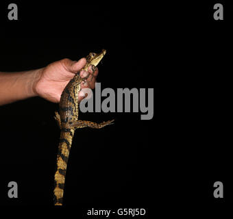 Alligatore neonato nella giungla amazzonica, Amazonas, Brasile Foto Stock