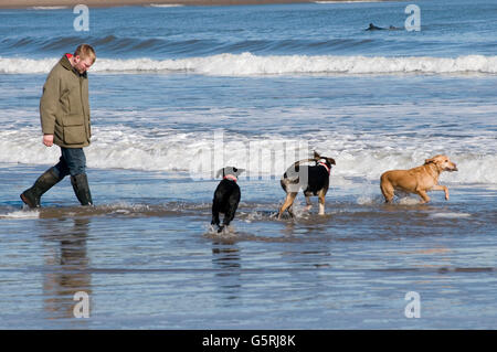 Uomo che cammina cani sulla spiaggia spiagge cane a camminare walkies mare surf eseguire in esecuzione nel Regno Unito Foto Stock