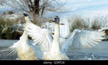 Cigni su un lago ghiacciato al parco Herrington Country vicino Sunderland. Foto Stock