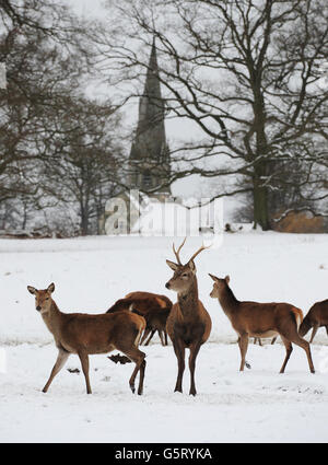 I cervi si levano nella neve allo Studley Royal Park, Ripon, North Yorkshire. Foto Stock