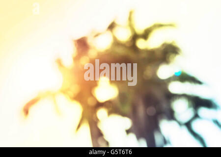 Blur Palm tree con il sole che splende in basso. Foto Stock