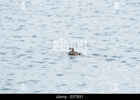 Un lone Tuffetto nuoto Foto Stock