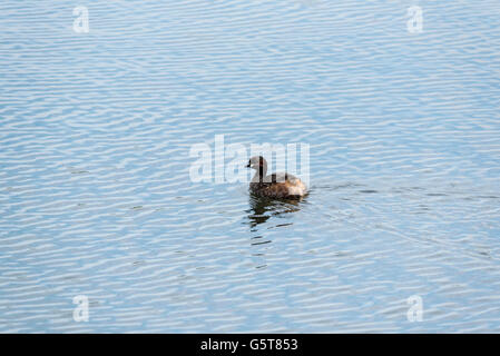 Un lone Tuffetto nuoto Foto Stock