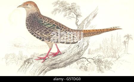 Uccelli: Jardine. Versicolor fagiano Femmina. Phasianus Versicolor, stampa 1834 Foto Stock