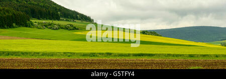 Sfumature di verde e boschi di abeti nella campagna collinosa, Baden Wuttenberg, Germania Foto Stock
