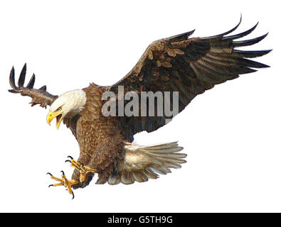 Aquila calva lo sbarco in picchiata mano disegnare e dipingere a colori su sfondo bianco illustrazione. Foto Stock