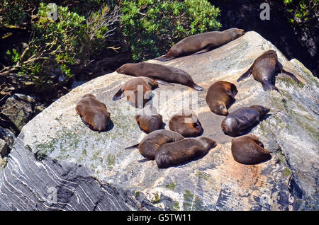 I leoni di mare dormire e crogiolarsi al sole su una roccia a Milford Sound, Nuova Zelanda Foto Stock