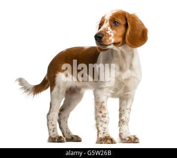 Welsh Springer Spaniel in piedi di fronte a uno sfondo bianco Foto Stock