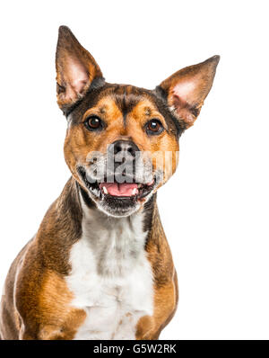 Close-up di un cane incrocio tra un bulldog francese e un Rottweiller guardando la telecamera, l'incollaggio della lingua fuori, isolato Foto Stock