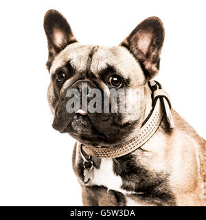 Close-up di un bulldog francese aderire la lingua fuori e guardando la telecamera, isolato su bianco Foto Stock