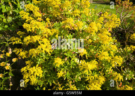 Aeonium arboreum nel pieno fiore in Cornovaglia Foto Stock