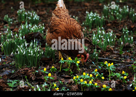 Bucaneve in fiore Foto Stock