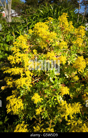 Aeonium arboreum nel pieno fiore in Cornovaglia Foto Stock