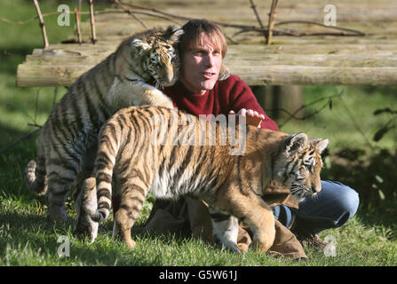 Damian Aspinall, presidente della Fondazione Aspinall, gioca con Arina (in alto) e Kazimir (in basso) due mani di cinque mesi allevate Amur Tigers mentre fanno il loro debutto pubblico nella loro recinzione al Parco degli Animali selvatici Howletts vicino a Canterbury, Kent. Data immagine: Lunedì 4 febbraio 2012. Vedi PA Storia ANIMALI Tigri Foto di credito dovrebbe essere: Gareth Fuller / PA filo Foto Stock