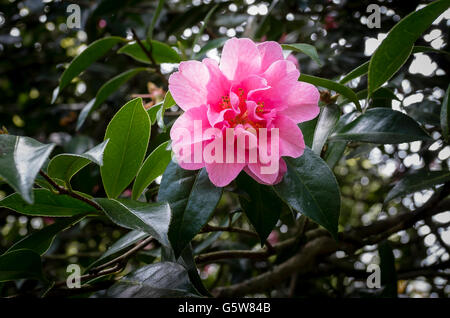 Camellia 'Brigadoon' in fiore in primavera in Cornwall Regno Unito Foto Stock